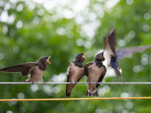 Wettbewerb IV. Quartal 2025 „Tiere vor der Kamera“